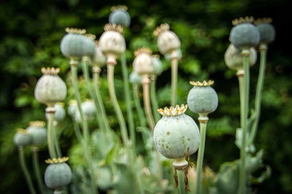 a close up of a plant