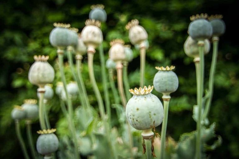 a close up of a plant