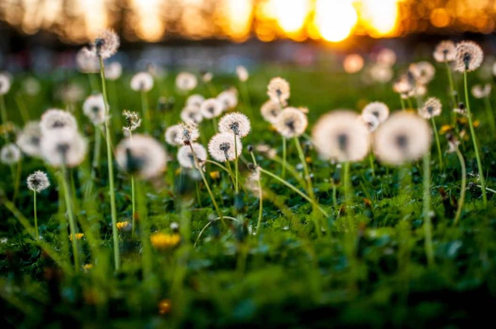 a field of dandelions with the sun setting behind them