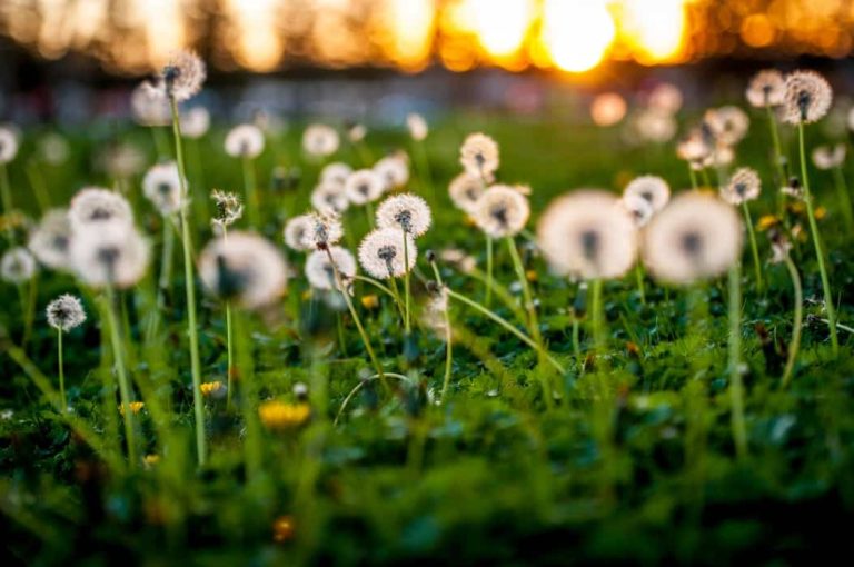 a field of dandelions with the sun setting behind them