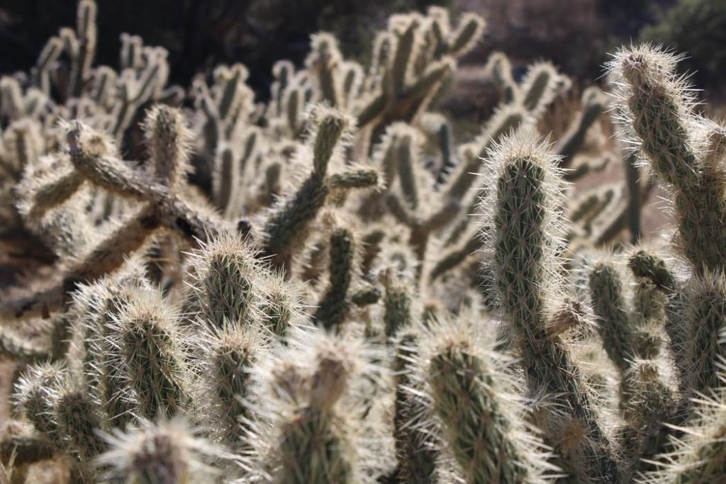 a group of cactus plants